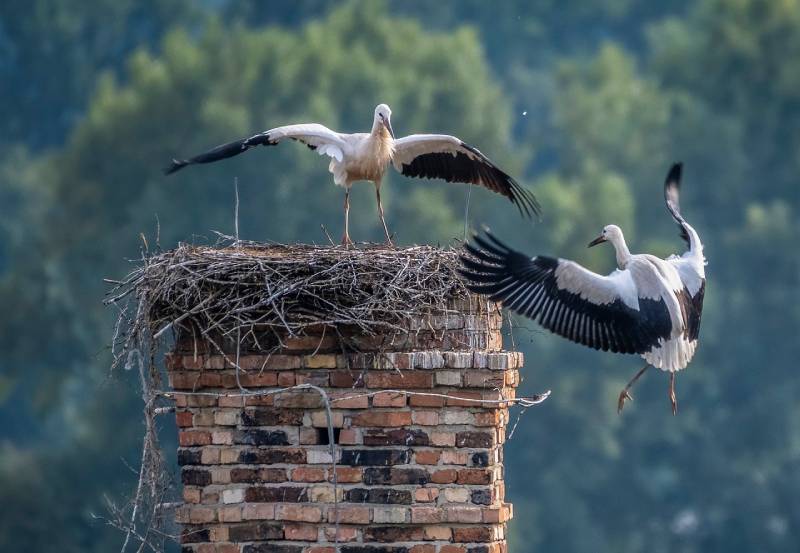 Professional Chimney Animal Removal Services in Hinsdale, Illinois